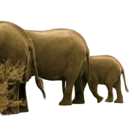 animal, creature, photorealistic, concept art transparent PNG cut-out