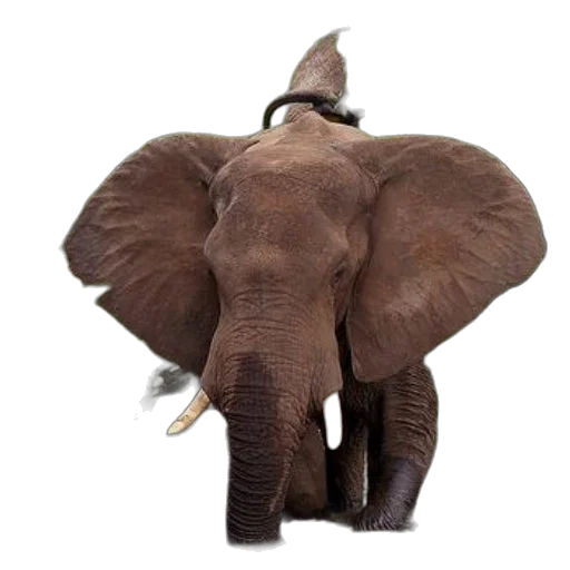 hat, animal, crown, staff transparent PNG cut-out