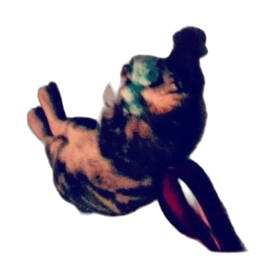 animal, staff, hat, creature transparent PNG cut-out