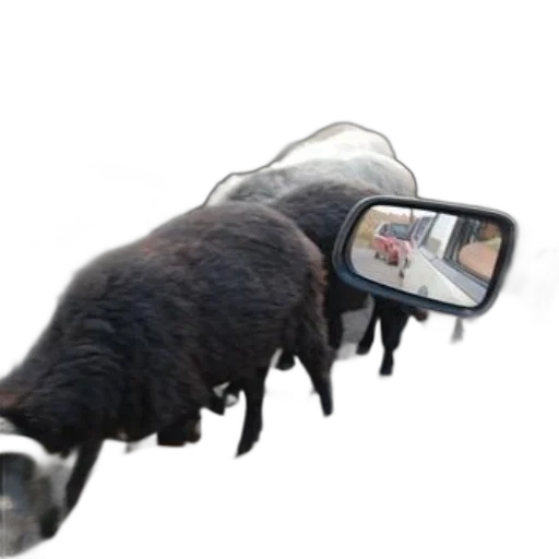 hair, creature, animal, weapon transparent PNG cut-out