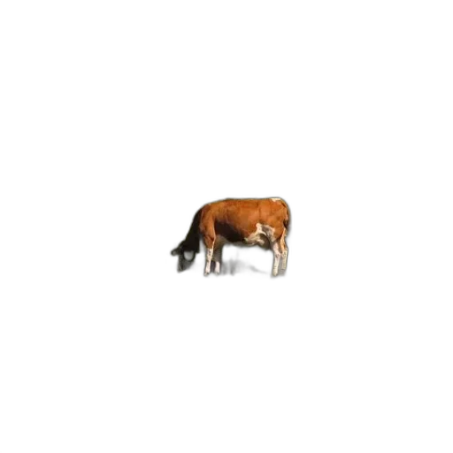 animal, creature, furniture, food transparent PNG cut-out