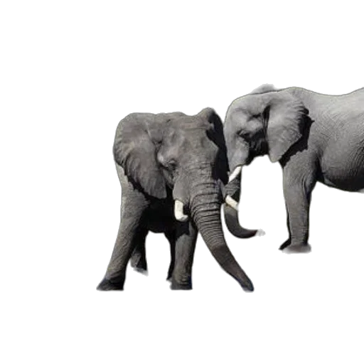 animal, concept art, photorealistic, 3d render transparent PNG cut-out