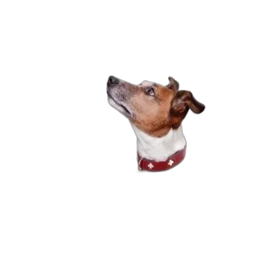 animal, staff, creature, hat transparent PNG cut-out