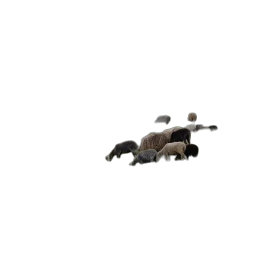 animal, weapon, creature, furniture transparent PNG cut-out