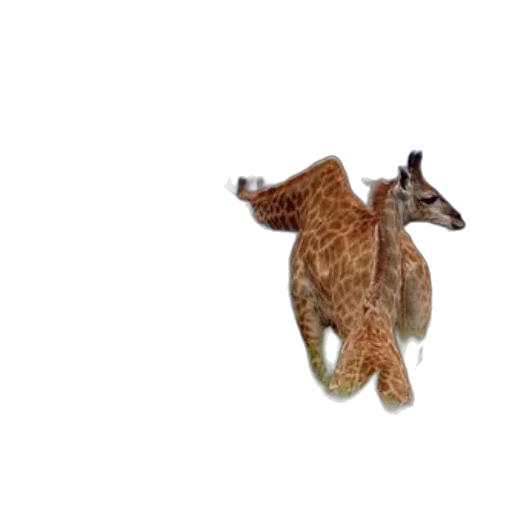 animal, shoes, creature, jewelry transparent PNG cut-out