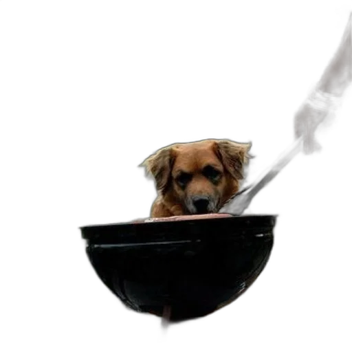 staff, food, animal, photorealistic transparent PNG cut-out
