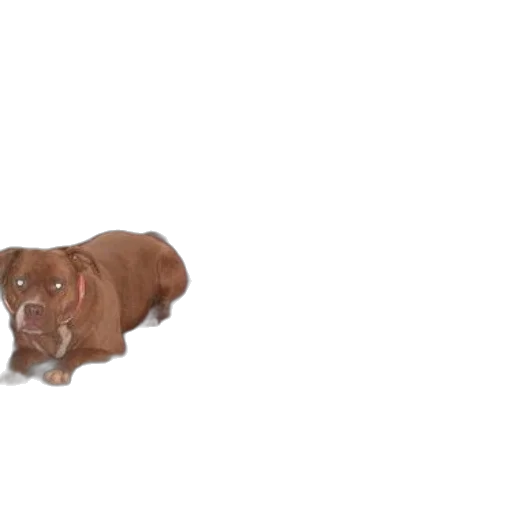 animal, creature, food, staff transparent PNG cut-out
