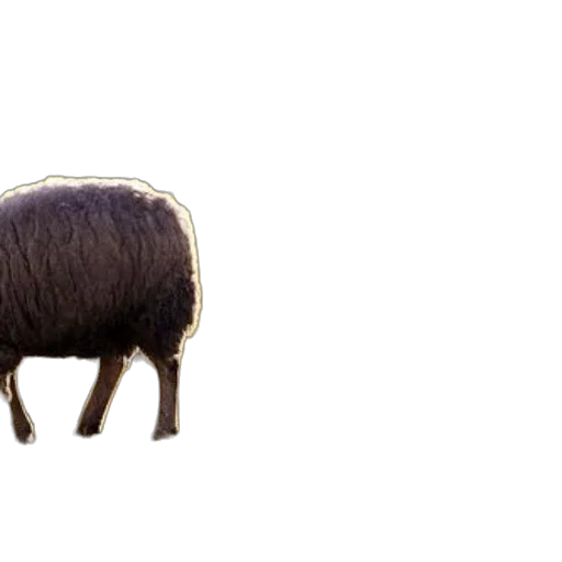 animal, hair, creature, hat transparent PNG cut-out