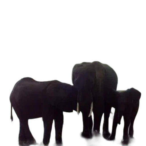 animal, staff, jewelry, creature transparent PNG cut-out
