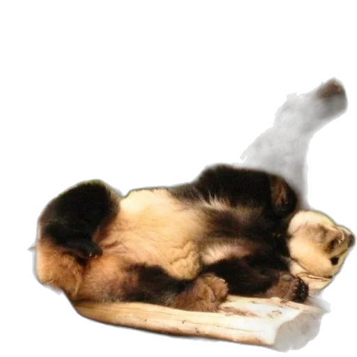 food, animal, creature, staff transparent PNG cut-out