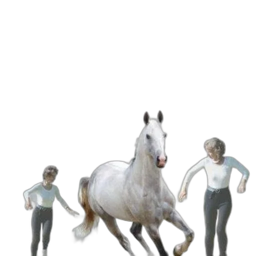 animal, creature, hair, staff transparent PNG cut-out