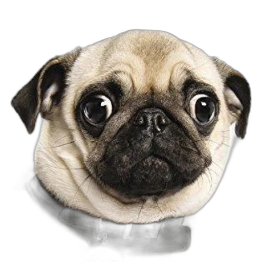 animal, face, creature, hat transparent PNG cut-out