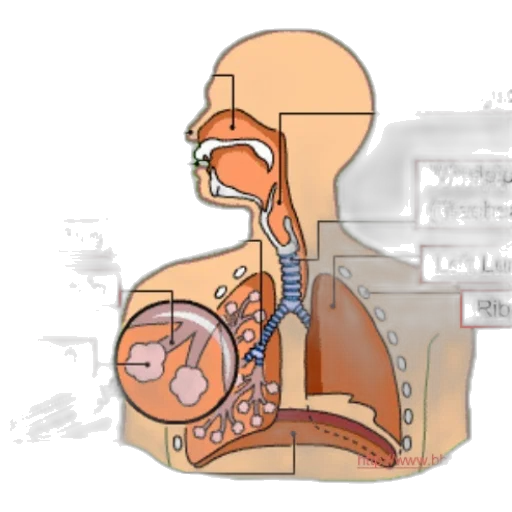 robot, concept art, anatomical, diagram transparent PNG cut-out