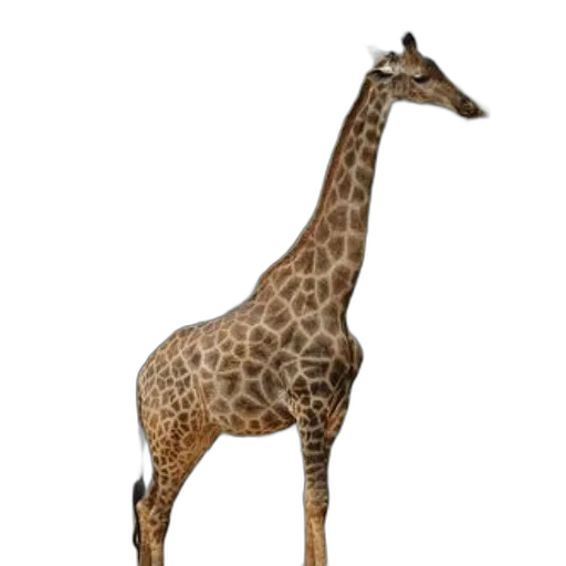 animal, creature, staff, weapon transparent PNG cut-out