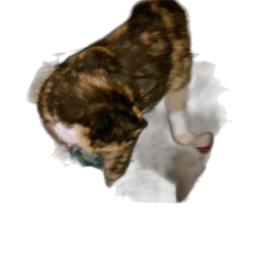 animal, creature, face, staff transparent PNG cut-out