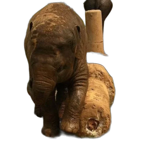 animal, weapon, creature, staff transparent PNG cut-out