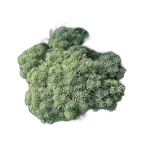 crown, food, tree, flower transparent PNG cut-out