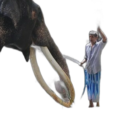 animal, staff, creature, weapon transparent PNG cut-out
