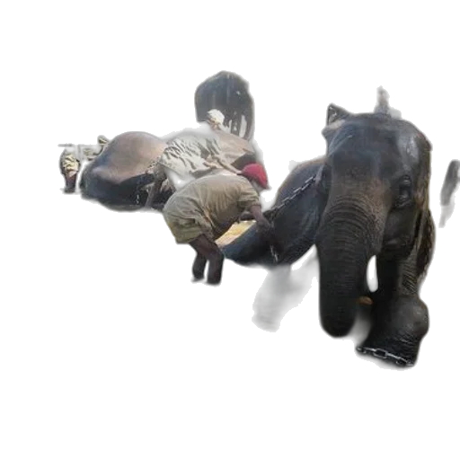 animal, creature, staff, weapon transparent PNG cut-out