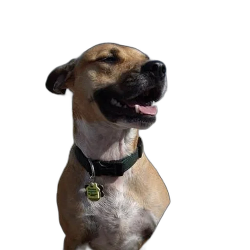 staff, animal, creature, face transparent PNG cut-out