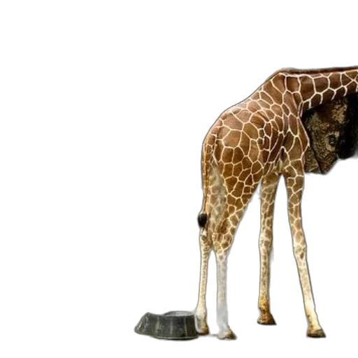 animal, creature, furniture, staff transparent PNG cut-out