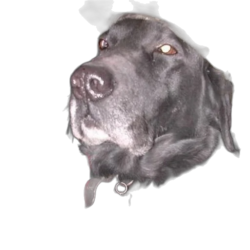 animal, staff, creature, face transparent PNG cut-out