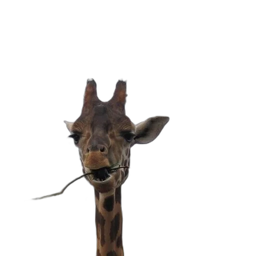 animal, staff, creature, hat transparent PNG cut-out