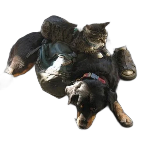 animal, creature, staff, weapon transparent PNG cut-out