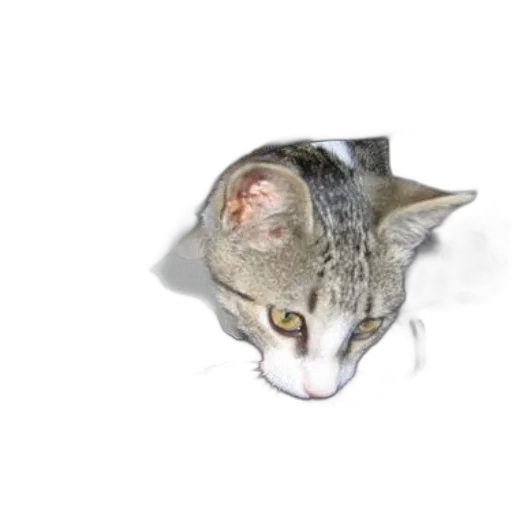 animal, creature, staff, hat transparent PNG cut-out