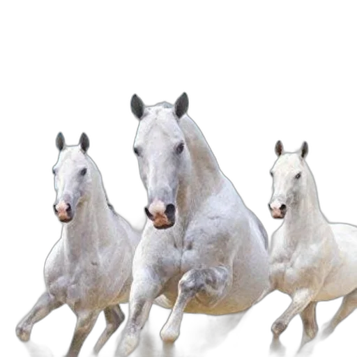 animal, crown, photorealistic, 3d render transparent PNG cut-out