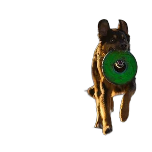 staff, jewelry, animal, creature transparent PNG cut-out