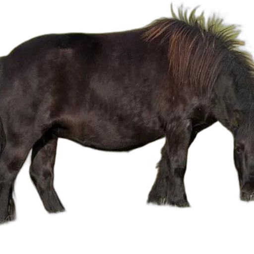 animal, creature, hair, dragon transparent PNG cut-out