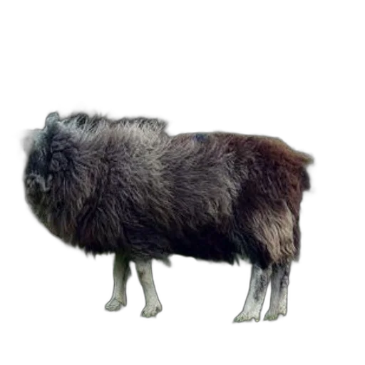 animal, creature, hair, staff transparent PNG cut-out