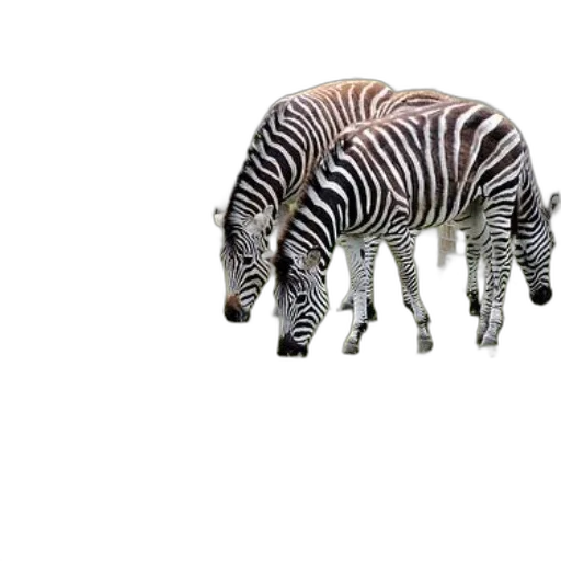 animal, creature, hat, hair transparent PNG cut-out
