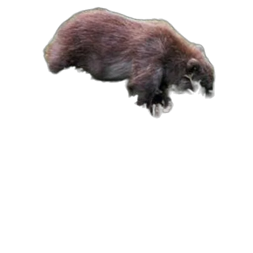 animal, creature, hair, hat transparent PNG cut-out