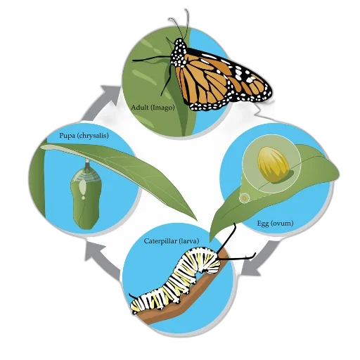 diagram, illustrating, life, cycle transparent PNG cut-out