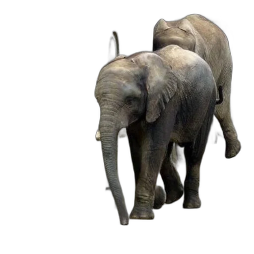 animal, creature, 3d render, concept art transparent PNG cut-out