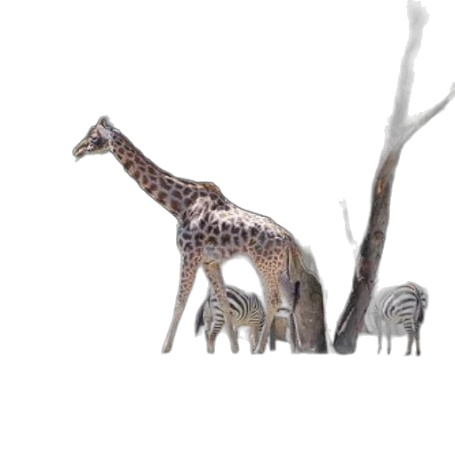 animal, creature, staff, concept art transparent PNG cut-out