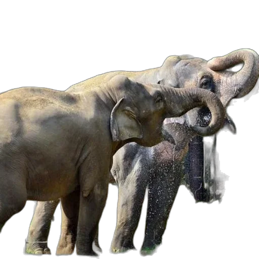 animal, weapon, concept art, photorealistic transparent PNG cut-out