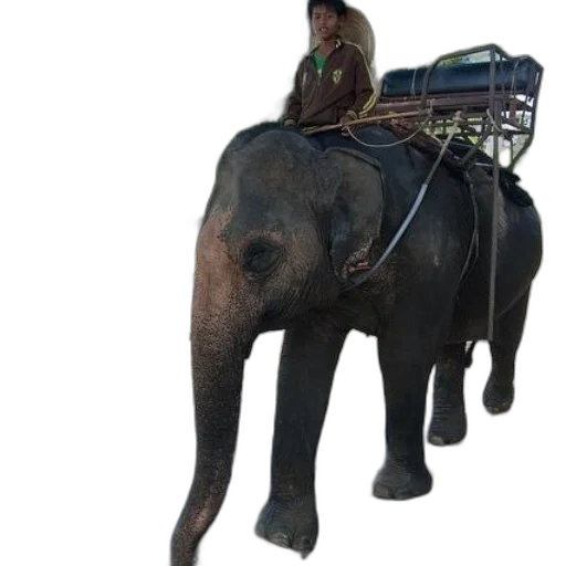 animal, staff, creature, car transparent PNG cut-out