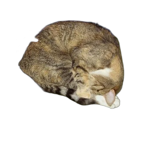 hat, animal, jacket, mask transparent PNG cut-out