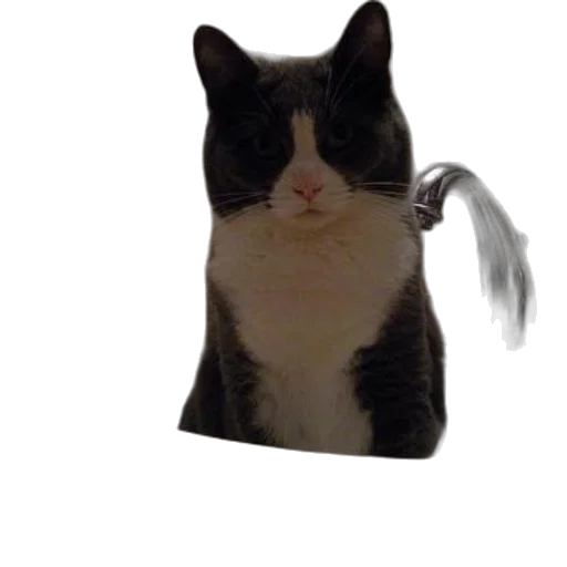 staff, animal, hat, creature transparent PNG cut-out