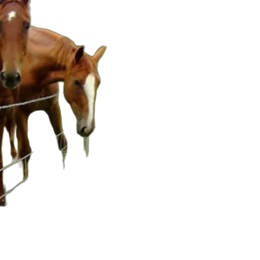 animal, staff, jewelry, weapon transparent PNG cut-out