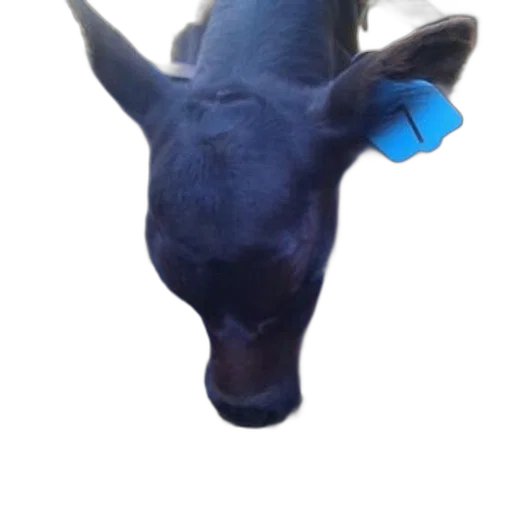 animal, creature, mask, face transparent PNG cut-out