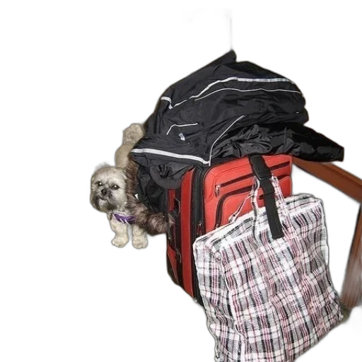 jacket, staff, animal, umbrella transparent PNG cut-out