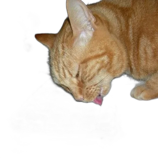 staff, animal, creature, food transparent PNG cut-out