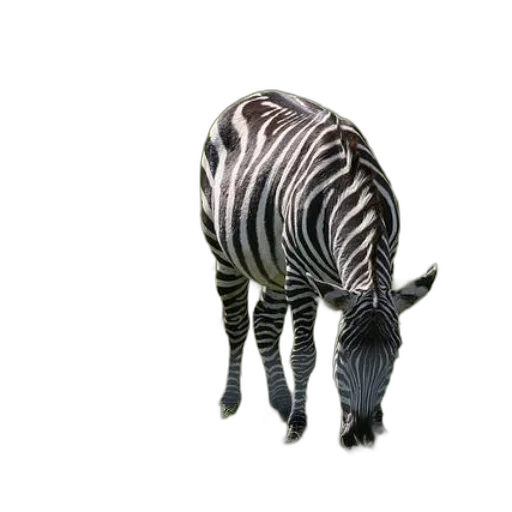 animal, creature, furniture, hat transparent PNG cut-out