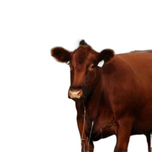 animal, creature, food, face transparent PNG cut-out