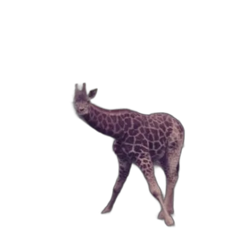 animal, creature, staff, crown transparent PNG cut-out