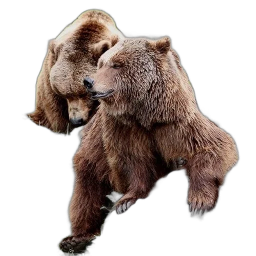 animal, creature, photorealistic, concept art transparent PNG cut-out